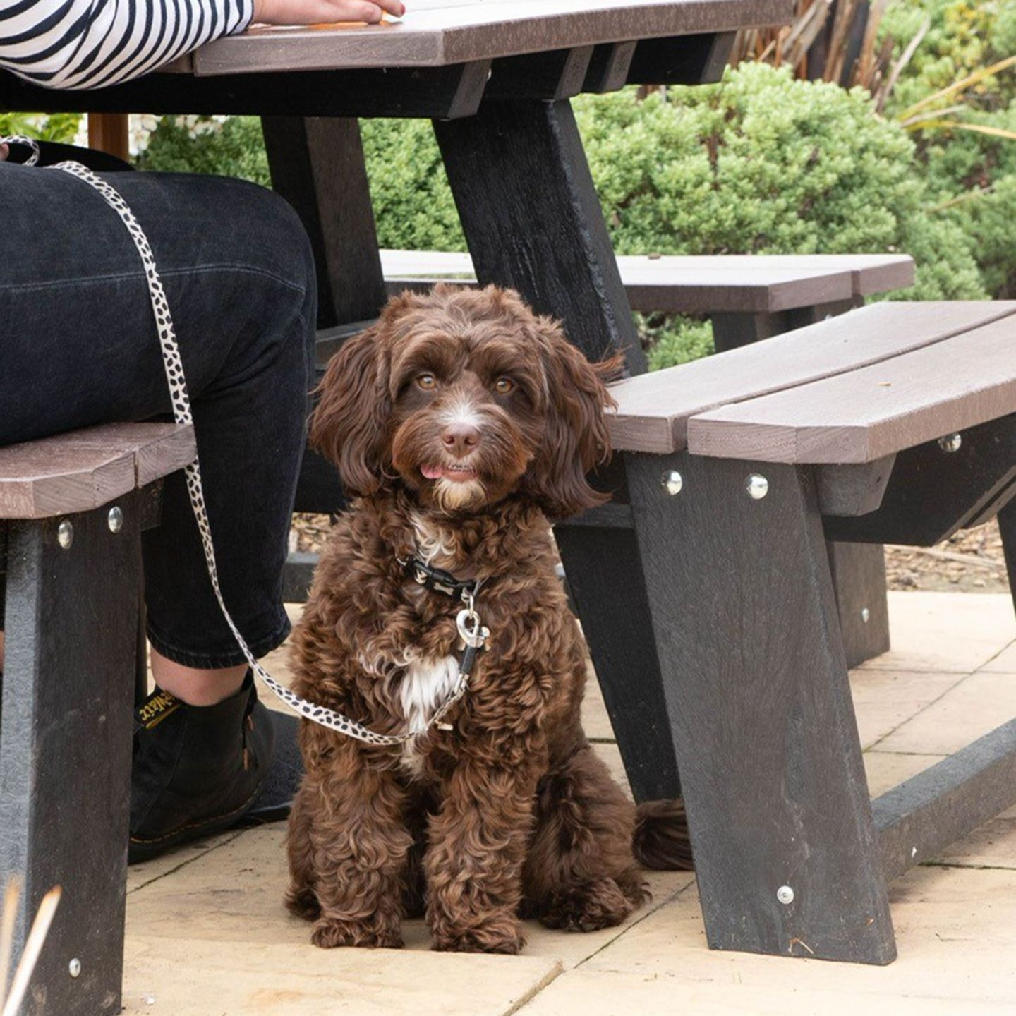 Your local dog friendly pub in Caerleon